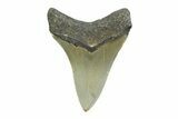 Serrated, Fossil Megalodon Tooth - North Carolina #356705-1
